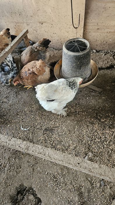 Куры и петухи молодые