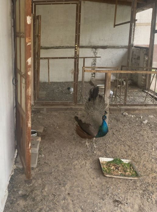 Годовалые индийские павлины на продажу