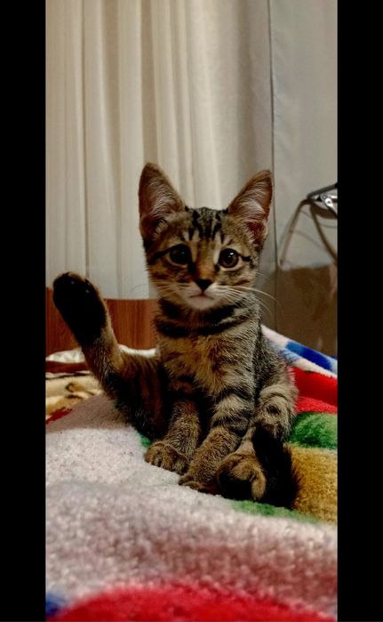 Отдам котёнка в хорошие руки