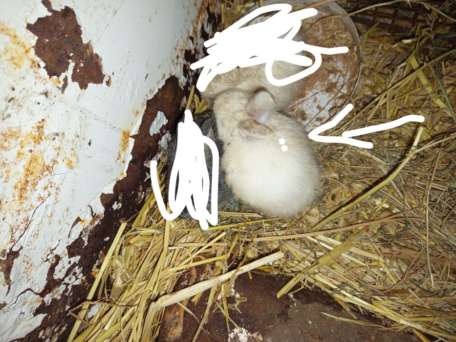 1 көжек сатылады