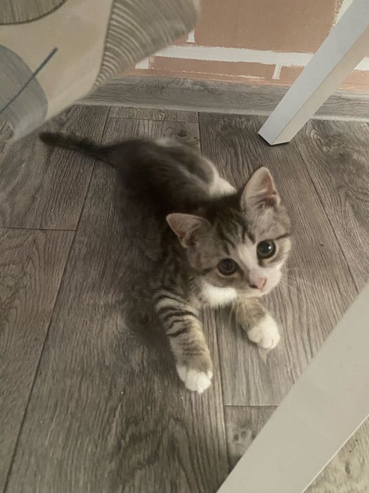 Отдам котенка бесплатно