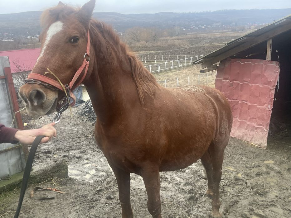 Iapa a făta de vanzare