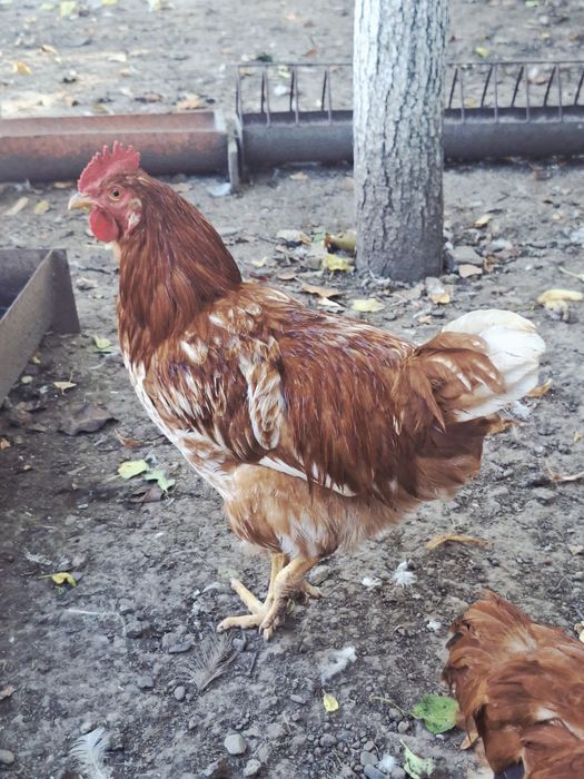 Cocosi tineri rasa mixta