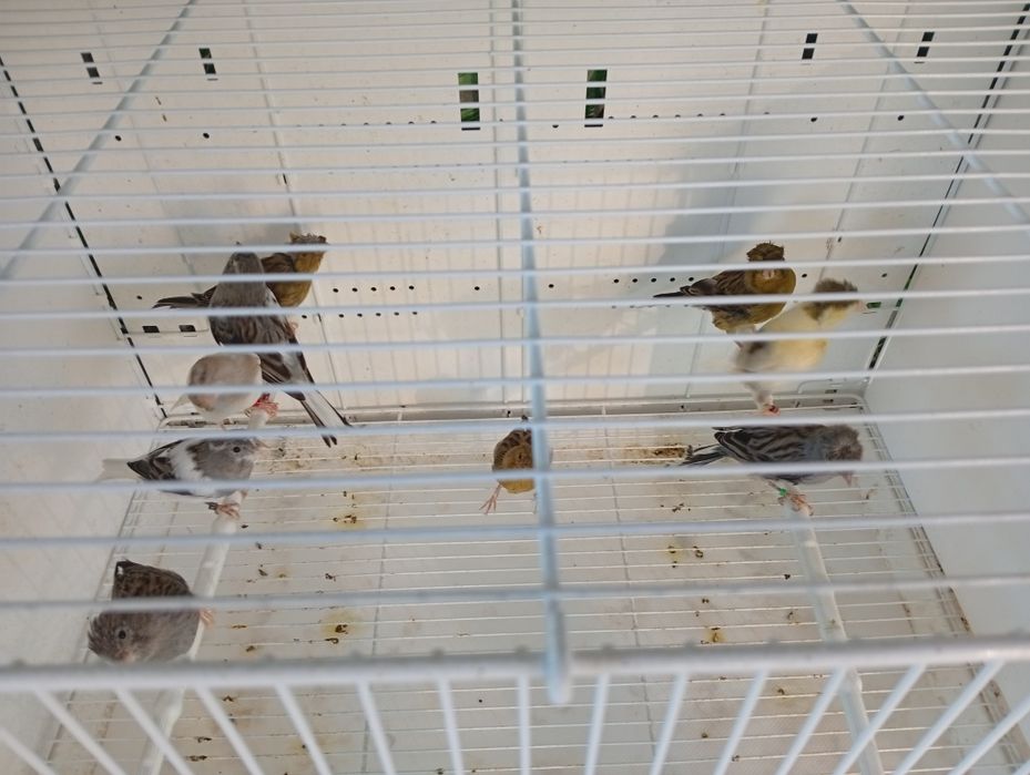 Canari Timbrado clasic