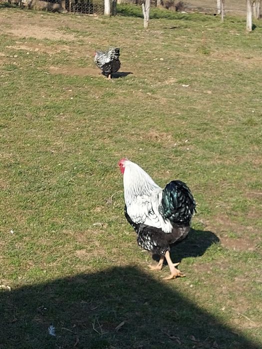 Wiandotte oua proaspete