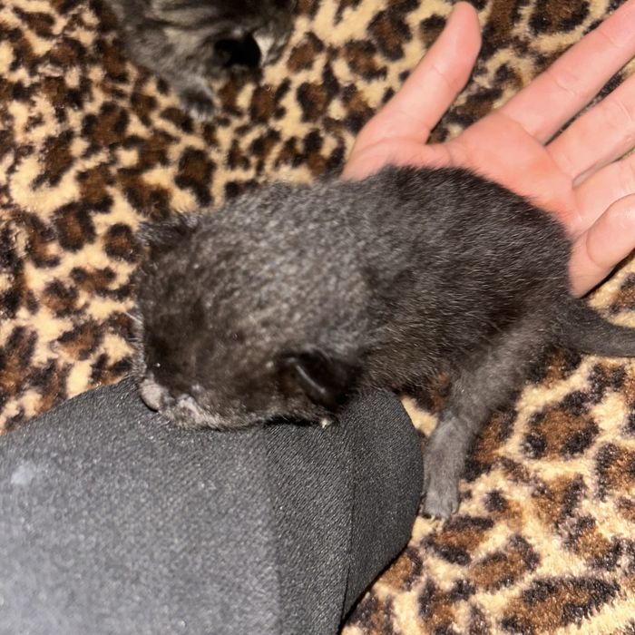 Шадтланское вислаухие