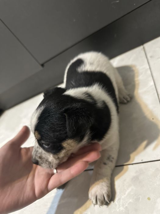 Щенки 3 недели малчики