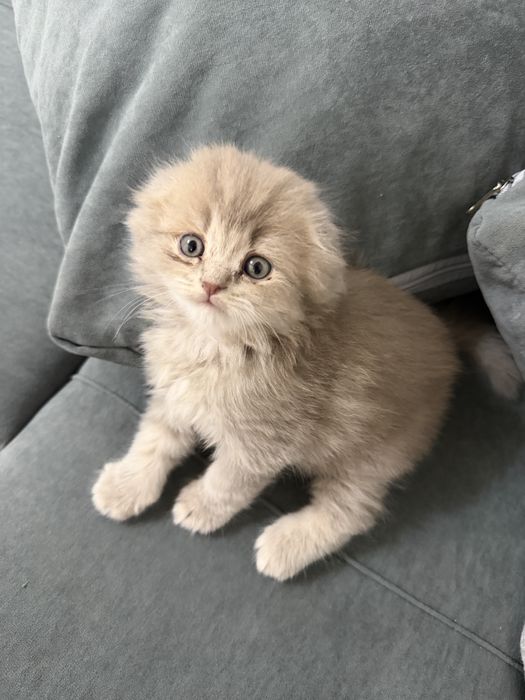 Вислоухий котенок