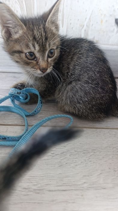 Котята,в хорошие рукки,около  ...