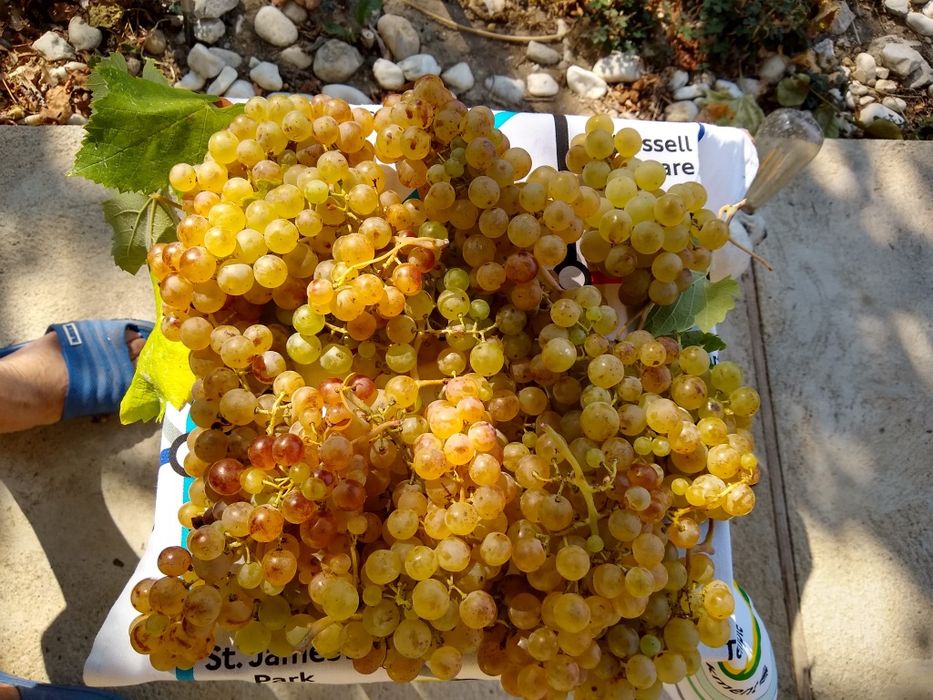 Struguri crâmpoșie 1000kg