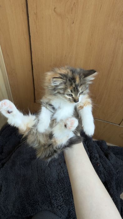 котенок бесплатно