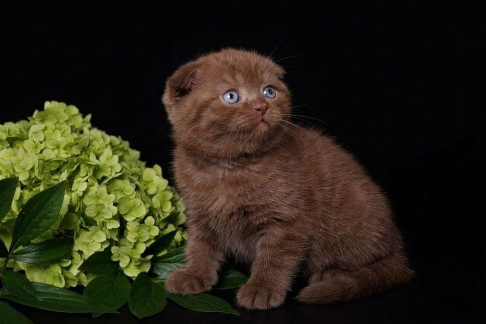 Шотландские плюшевые котята