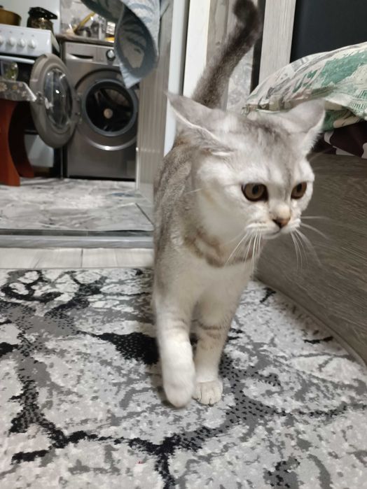 Необычно умная кошка — Серебристая шиншилла