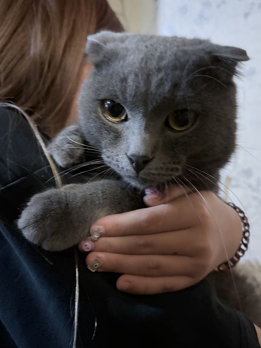 вислоухий кот в добрые руки