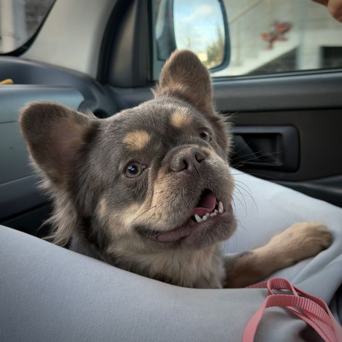 Fluffy френски булдог - женски