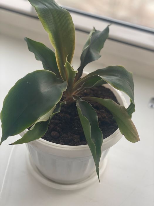 Хлорофитум, сорт Оранж