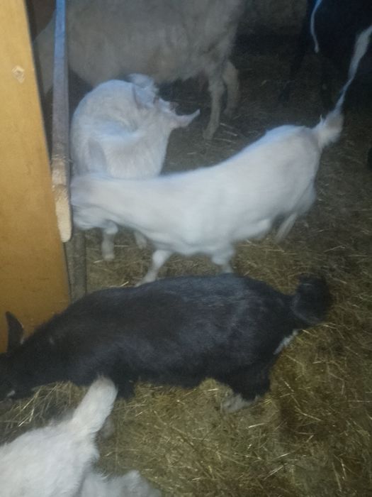 Vând 2 miele tigăi și iezi