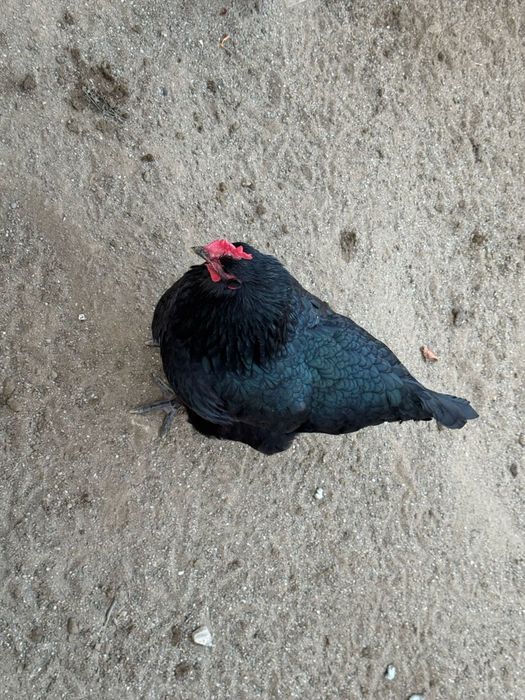 Oua pentru incubat Australorp Negru