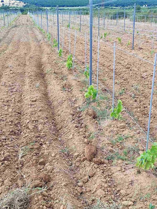 Продава се Земеделски имот в София, Челопечене -  кв.м за 2550 €/дка - Снимка #13