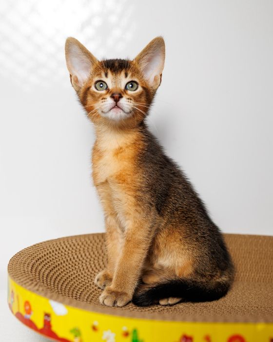 Котята Чаузи с документами