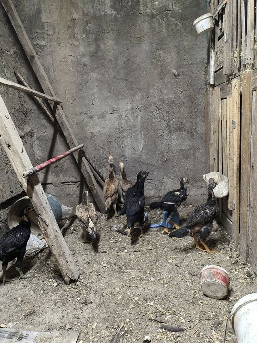 Продам дакан цыплята курочки