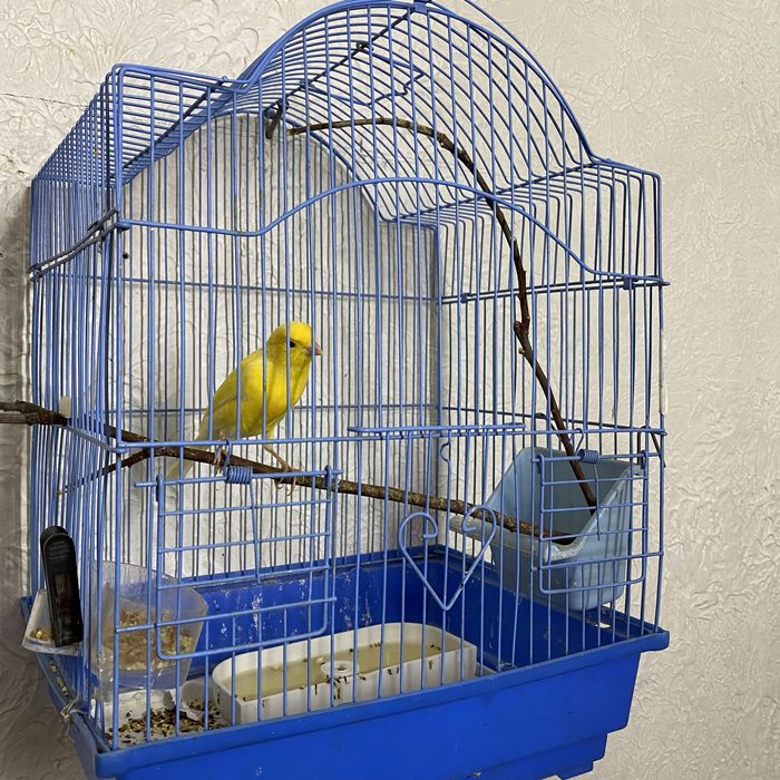 Продам кенаров певчие/мальчики , девоски красивые