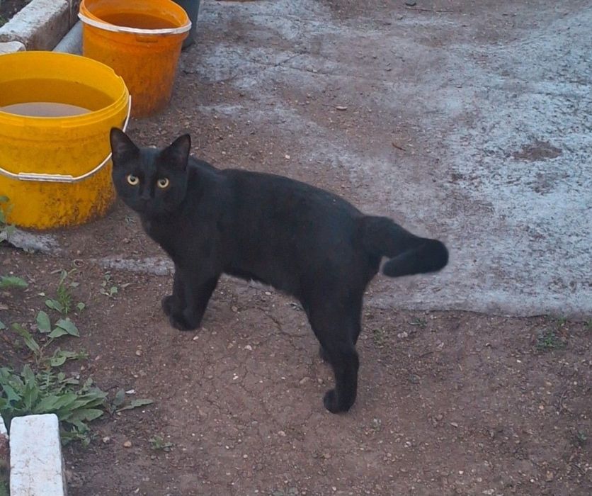 Котик черный 8мес