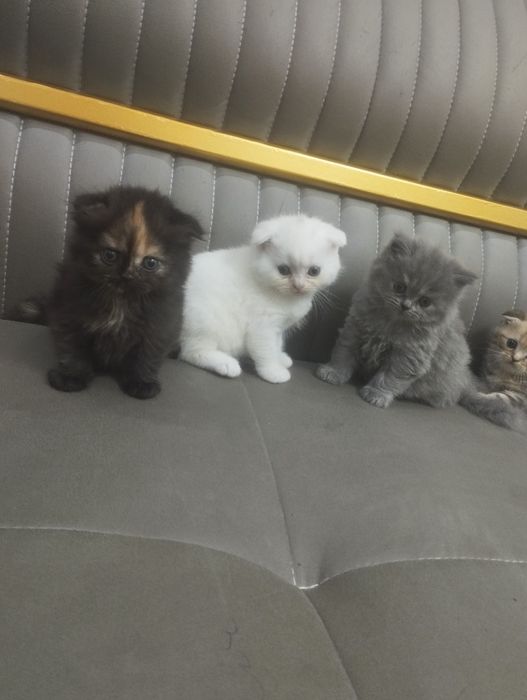 продаются чистокровные шатладские котята