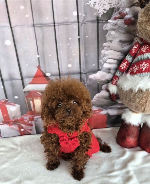 Пудел тийкъп с родосровие / Рооdle teacup