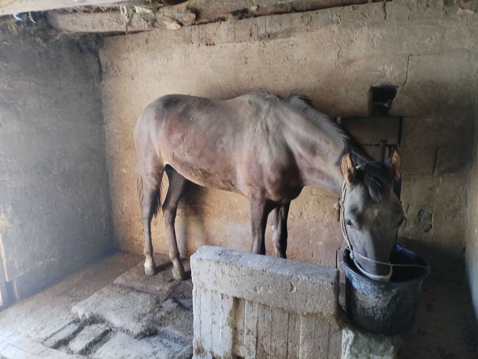 Продам жеребца полу кровка!