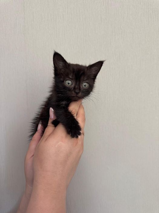 Отдам котят две девочки и один мальчик