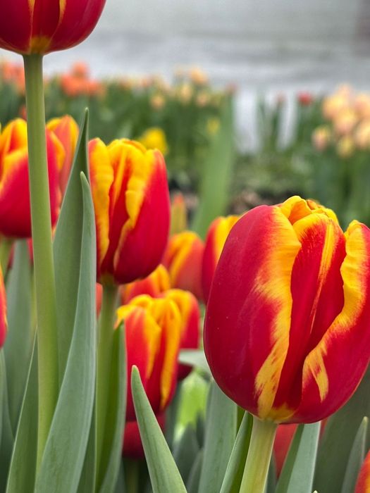 Тюльпаны Белоусовка