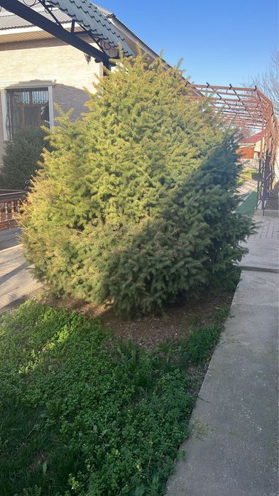 Ёлки Дорогих Сортов