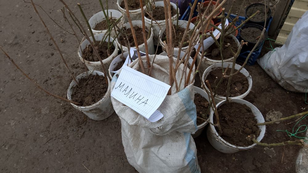 Сажанцы Клубники и Малины