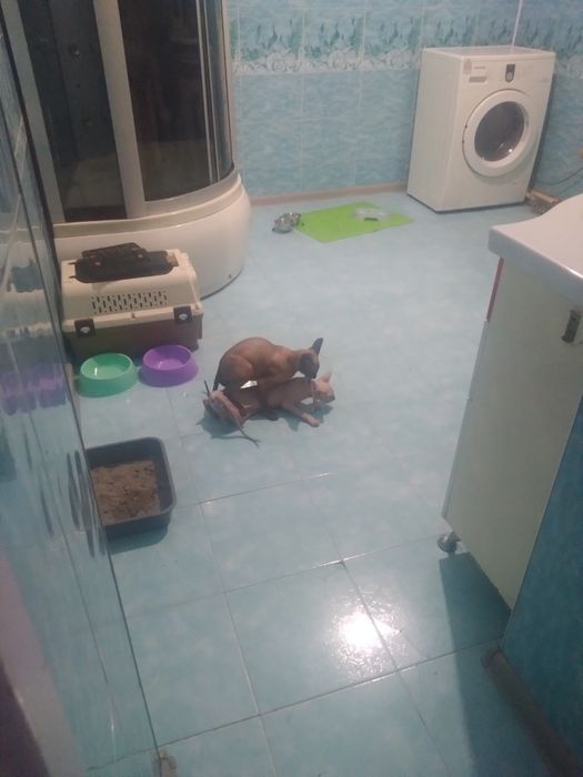 Вязка донской сфинкс