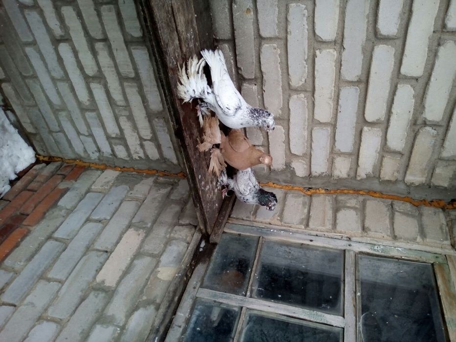 Продам голубей разных