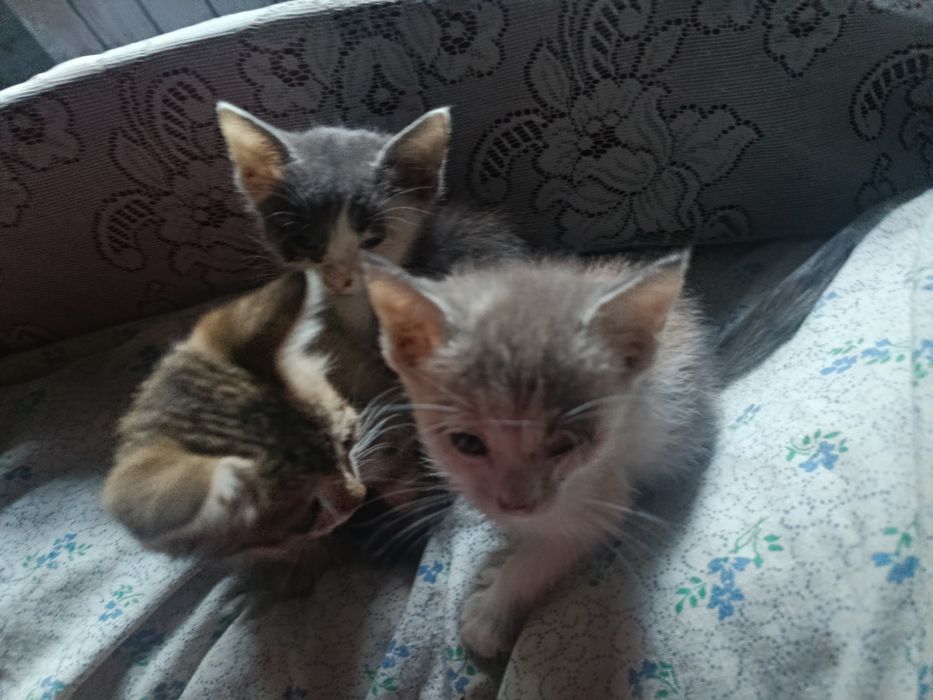 Отдам в добрые руки