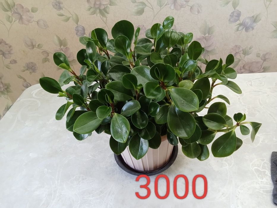 үй гүлдерін сатамын