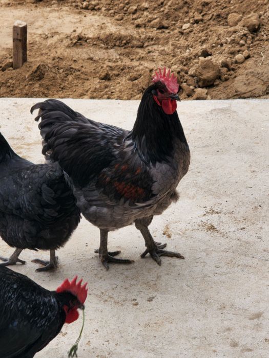 Jersey xuroz sotiladi yeb ichishi zur 6 oylik juja emlashlari qilingan