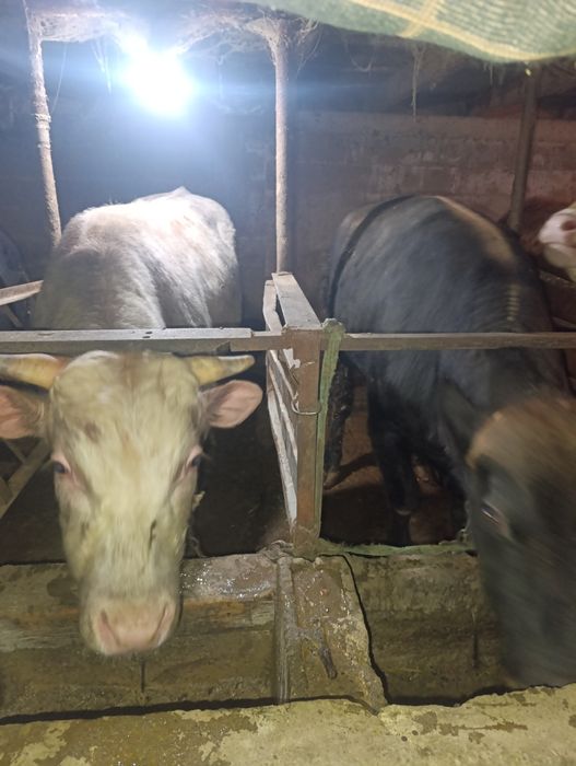 Продам бычки через вес