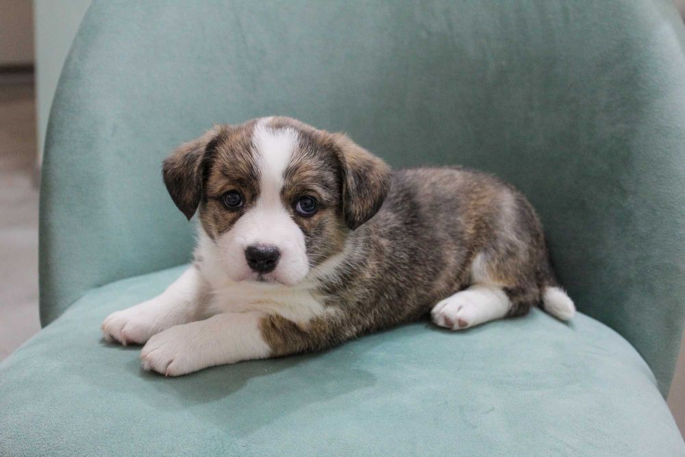 Щенки вельш корги кардиган