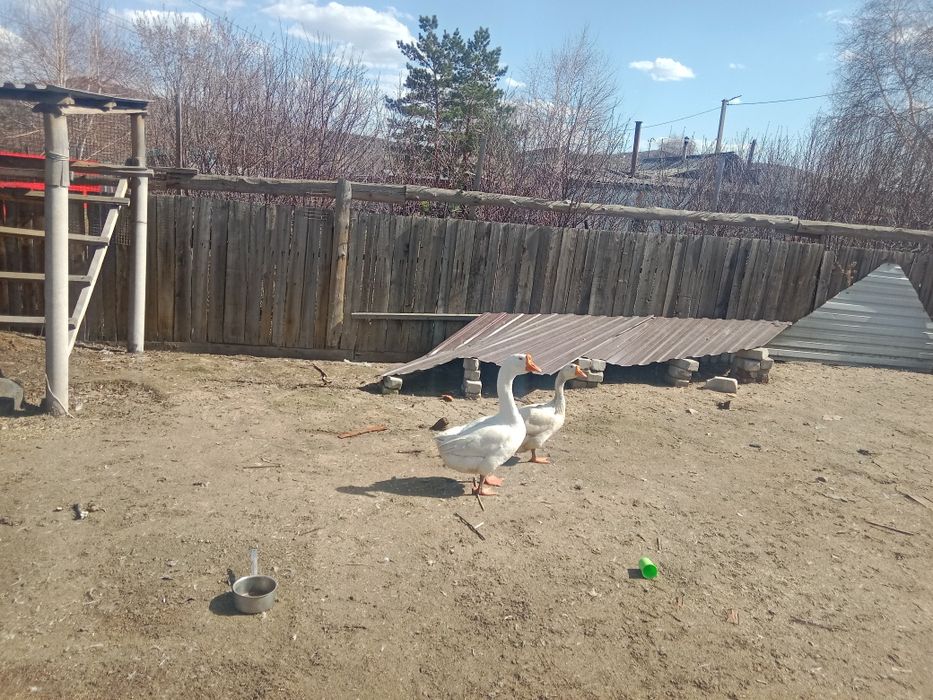 Куры несушки,белые