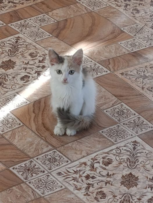 Отдам котенка в добрые руки