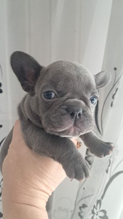Французский бульдог девочка голубого окраса