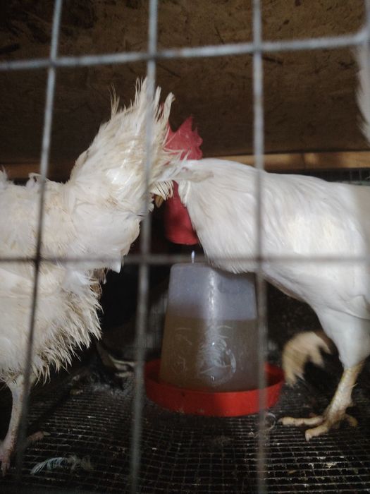 Продаю петухов Легорн