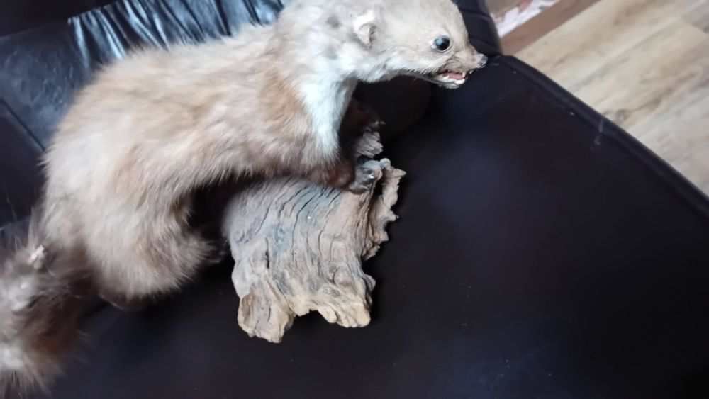 .Препарирана    бялка на дърво