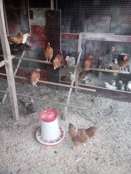 Vînd trei găini americane și un cocoș , găini pui rațe și iepuri