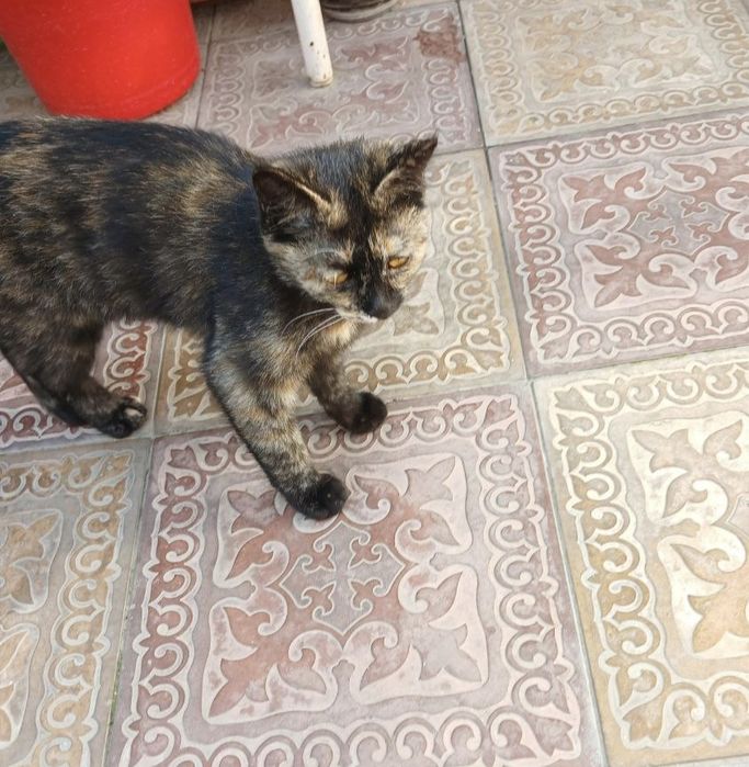 Котенок в добрые руки