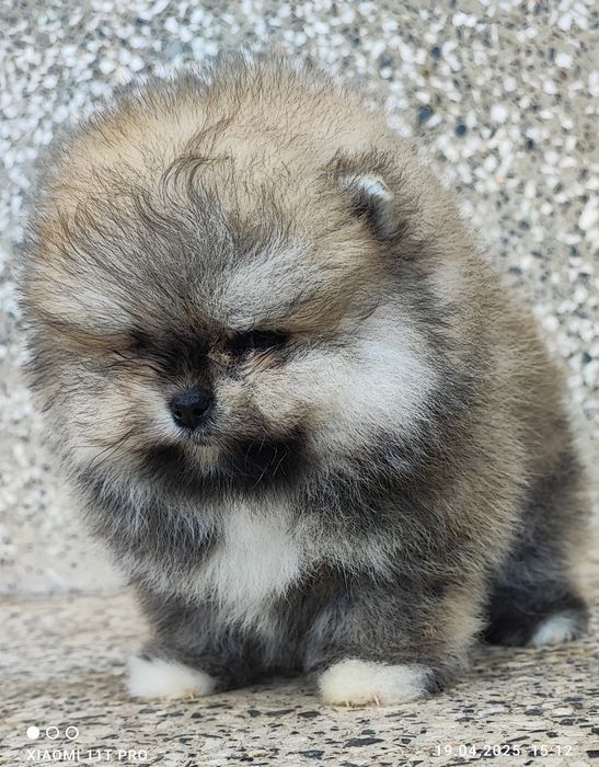 Померан померанче