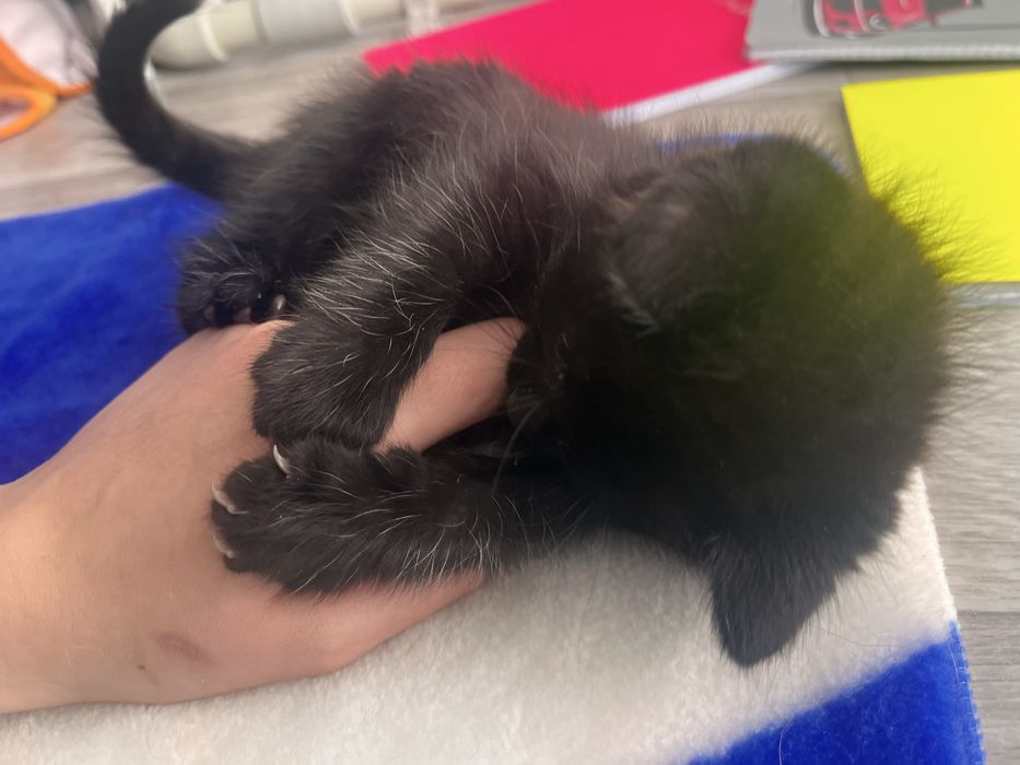 Отдам милых котят